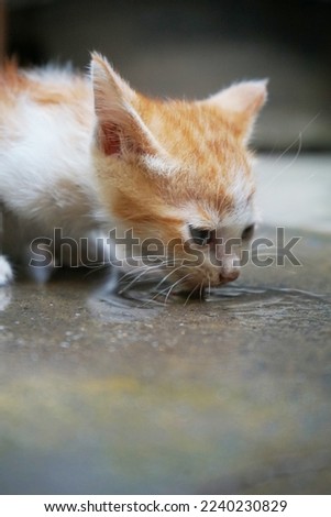 picture of ginger domestic kitten drinking water activity.
Felis silvestris catus                               