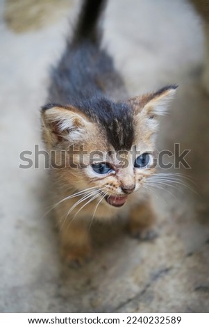  picture of a Indonesian domestic kitten black with brown pattern meowing. Felis silvestris                              