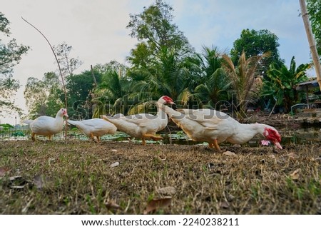Duck white (Cairina moschata) in outdoor nature