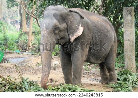 Asian female elephant stock photo
