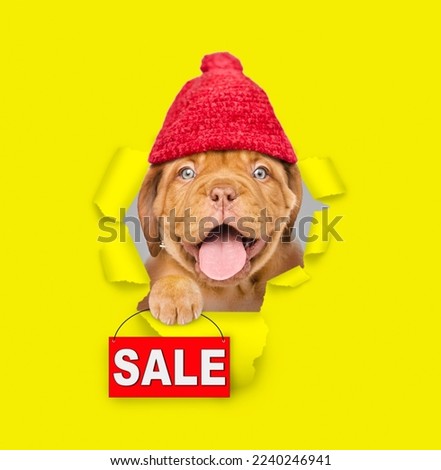 Funny dog  wearing warm hat looking through the hole in yellow paper and holding signboard with labeled "sale"