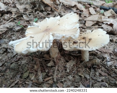 Jamur tiram. Mushroom Oysters with nature background
