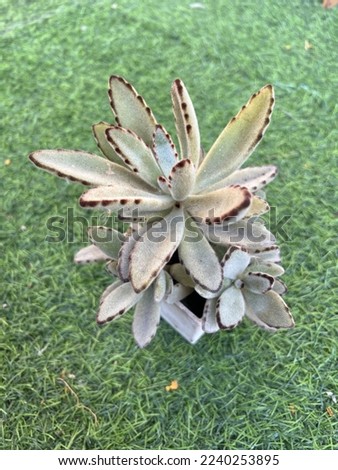The beautiful succulent called panda plant(Kalanchoe tomentosa),shoot in summer 2022