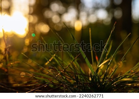 Grasses in focus. Earth Day or World Environment Day concept photo. Carbon net zero background.
