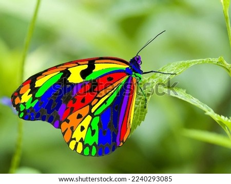 Rare species of butterflies. The most beautiful butterflies in the world. High quality photos