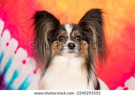 Valentines day, cute dog on a red background, pet love, romantic.