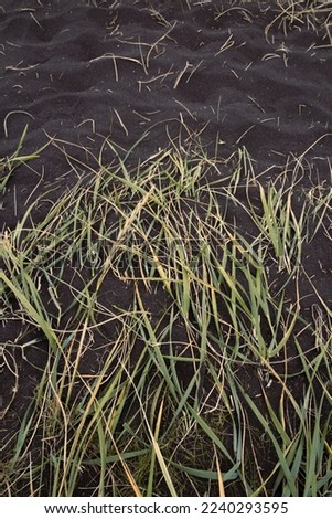 Close up grass on black ground concept photo. Nature beauty. Front view photography with sand beach on background. High quality picture for wallpaper, travel blog, magazine, article