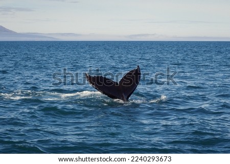 Killer whale tail in sea lagoon landscape photo. Beautiful nature scenery photography with mountains on background. Idyllic scene. High quality picture for wallpaper, travel blog, magazine, article