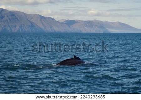 Fin of killer whale in sea landscape photo. Beautiful nature scenery photography with mountains on background. Idyllic scene. High quality picture for wallpaper, travel blog, magazine, article