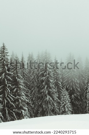 Pine forest on winter day landscape photo. Beautiful nature scenery photography with mist on background. Idyllic scene. High quality picture for wallpaper, travel blog, magazine, article