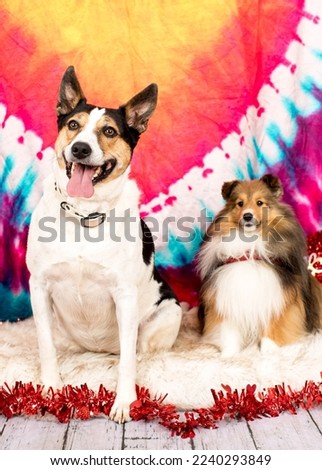 Valentines day, cute dog on a red background, pet love, romantic