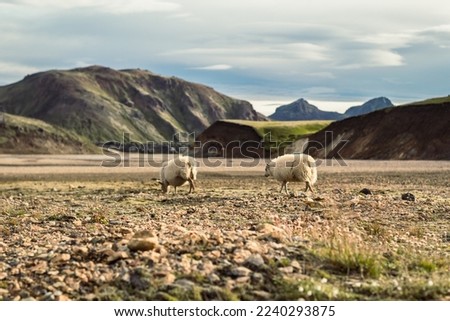 Fluffy sheep on pasture landscape photo. Beautiful nature scenery photography with large hills on background. Idyllic scene. High quality picture for wallpaper, travel blog, magazine, article