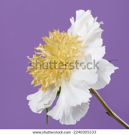 Peony flower with white petals and yellow stamens isolated on purple background.