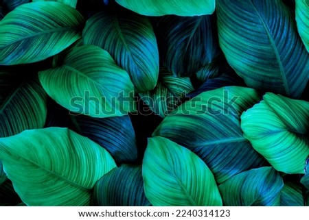 leaves of Spathiphyllum cannifolium, abstract green texture, nature background, tropical leaf Royalty-Free Stock Photo #2240314123
