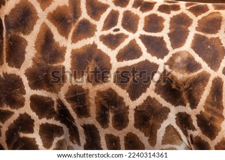 lovely giraffe skin texture image