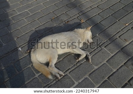 Sleeping, Sweet and Lonely, White Stray Dog, Istanbul, Turkey.