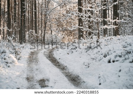 Winter forest ground angle view. Concept of natural christmas season wonderland.