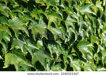Boston ivy or Parthenocissus tricuspidata