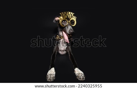 Greyhound pet dog lying down celebrating new year with a costume. Isolated on black background