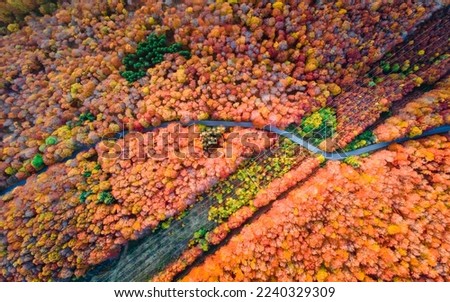 Road in the forest in autumn colors, outdoor colorful nature landscape, drone picture