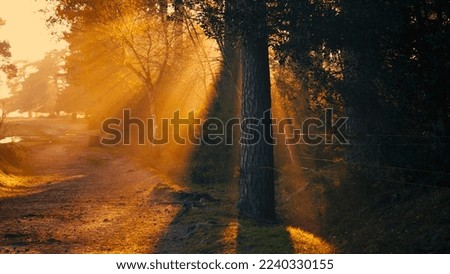 Brilliant orange Sundays shining from behind trees during golden hour Royalty-Free Stock Photo #2240330155