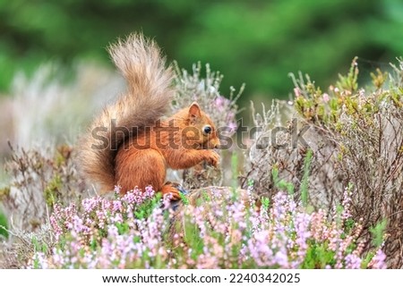 Red squirrel feeding in woodland