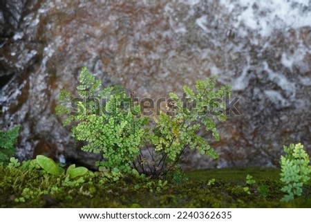 small plant growing near pond