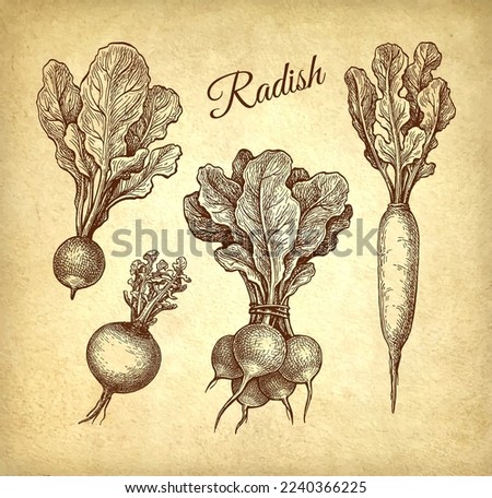 Radish, daikon and turnip. Ink sketch set on old paper background. Hand drawn vector illustration. Vintage style. Royalty-Free Stock Photo #2240366225