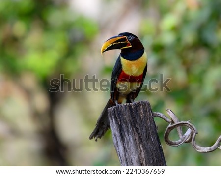 Chestnut-eared Aracari perched on post,  closeup portrait on green background in Pantanal, Brazil