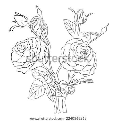 Hand drawn Rose line art drawing Images illustration collection