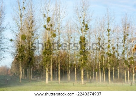 bunches of mistletoe (Viscum album) on trees in green field, blue sky and white clouds in background. Mistletoe on tree. The occurrence of Viscum album (European mistletoe) related to calcareous soil