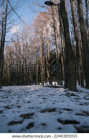 Winter of Seoul Forest after snowfall