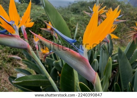 Close-up of a blooming Strelitzia royale. Royal Strelitzia is a perennial herbaceous plant, the type species of the genus Strelitzia of the Strelitzia family