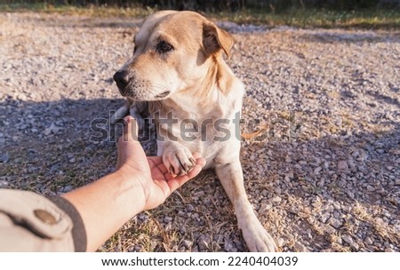 Dog is giving paw to the human hand and the dog looking with suspicion.