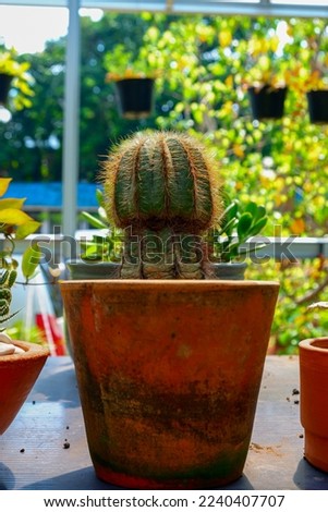 Echiopsis cactus planted in orange clay pots