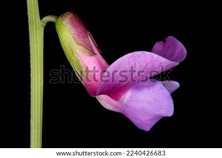 Spring Vetchling (Lathyrus vernus). Flower Closeup Royalty-Free Stock Photo #2240426683