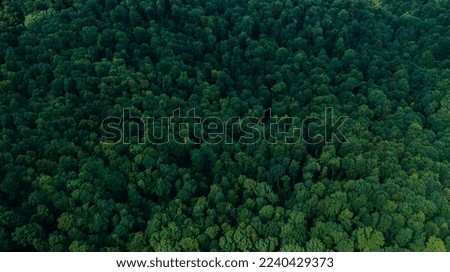 Aerial shot of green forest background