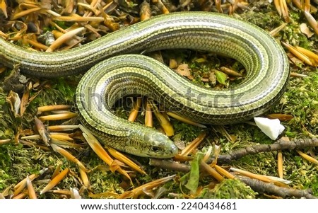 Italian three-toed skink or the cylindrical skink (Chalcides chalcides) Royalty-Free Stock Photo #2240434681