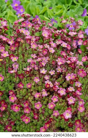 Saxifraga × arendsii Peter Pan - outdoor plant