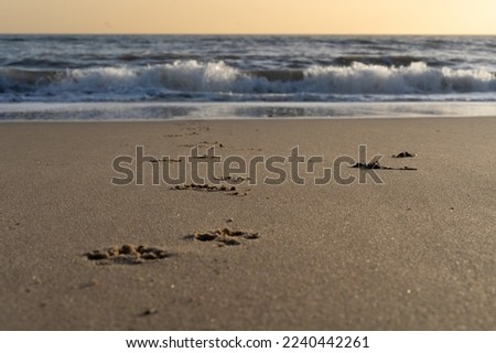Pawprints In The Sand Towards The Sea