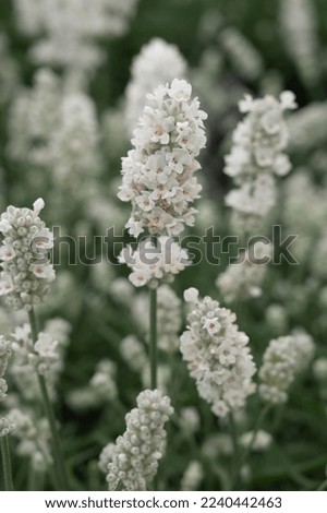 Lavandula angustifolia Early White - outdoor plant Royalty-Free Stock Photo #2240442463