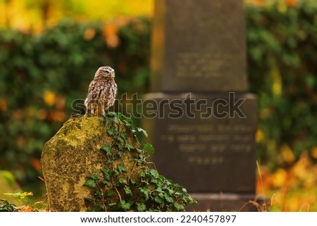 little owl (Athene noctua) in the cemetery