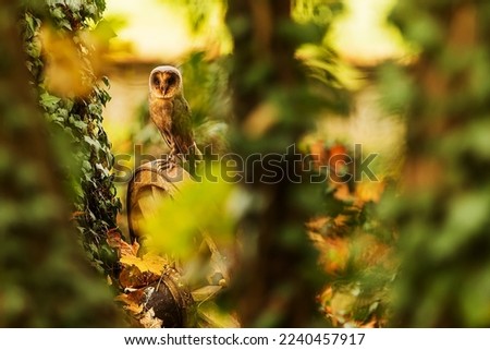 barn owl (Tyto alba) in autumn leaves