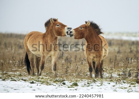(Equus ferus przewalskii ), Mongolian wild horse or Dzungarian horse, They're having a nice time Royalty-Free Stock Photo #2240457981