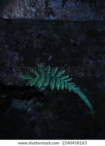 green leaf with abstract shadow, looks serene.