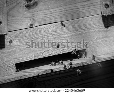 High angle view of bees at a beehive