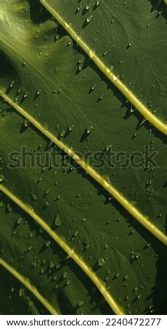 Tropical leaves texture, Abstract nature leaf green texture background. vintage dark tone,picture can used wallpaper desktop. 