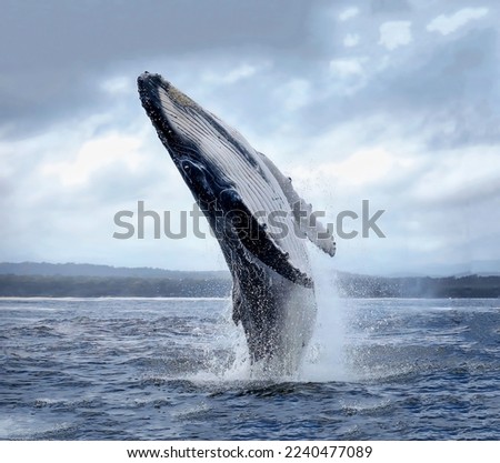 A magnificent humpback whale in an upright position with splashes jumped to the surface close-up Royalty-Free Stock Photo #2240477089
