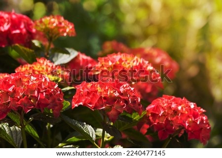 Flamy colors on Hortensia or Hydrangea flowers in summer with bokeh background Royalty-Free Stock Photo #2240477145