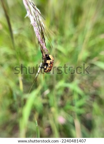 The micro picture of a beautiful bug stick to grass stick.The beautiful green background gives it the fantastic look.The beautiful blurry background and focused yellowish insect makes picture perfect.